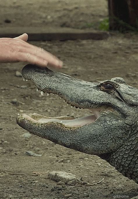 alligator gif funny